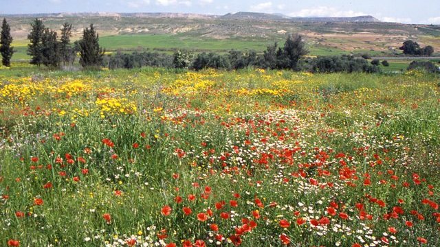 Bahar geldi, doğa renklendi
