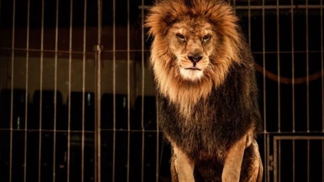 Hindistan'da vahşi hayvanlar 79 kişiyi öldürdü