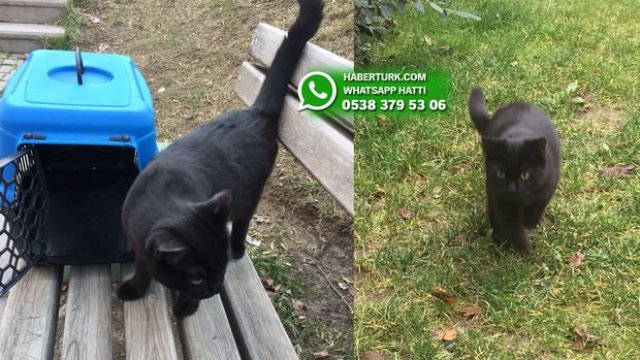 Ankara'da kaybolan Paşa isimli kedi her yerde aranıyor
