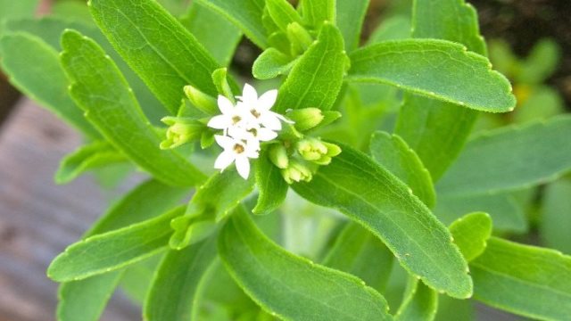 O hastalığa şifa arayanlar