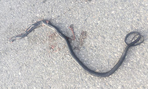 Yabanı yok ediyoruz