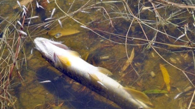 Athalassa Parkı’ndaki gölde balık ölümleri