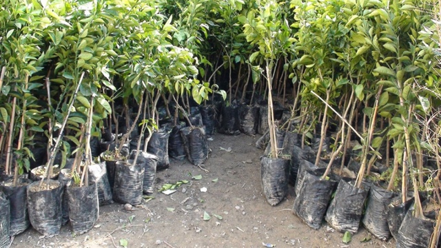 Tarımsal Araştırma Enstitüsü meyve fidanı satışına başladı