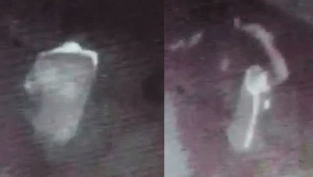 Yavru köpeği işkence yaparak öldürdü