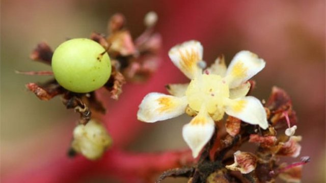 Meyvelerin kraliçesi mangonun vücudumuzdaki şaşırtan etkisi
