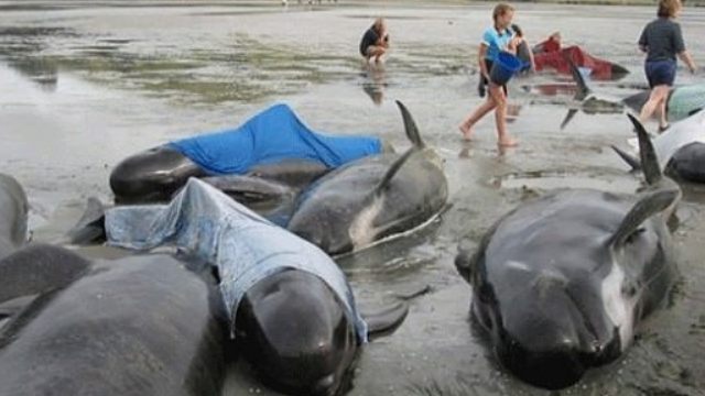 Avustralya’da 150 balina karaya vurdu