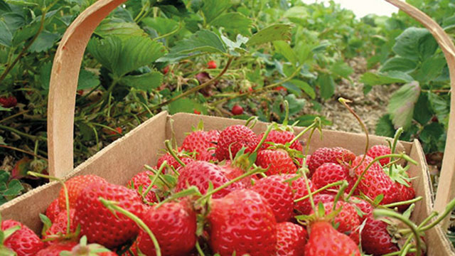 Cumartesi “Çilek ve Doğa Yürüyüşü” düzenleniyor