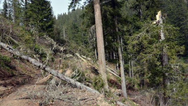 Fırtına onlarca ağacı kökünden söktü
