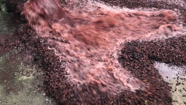 Adana’da sahte içki operasyonu