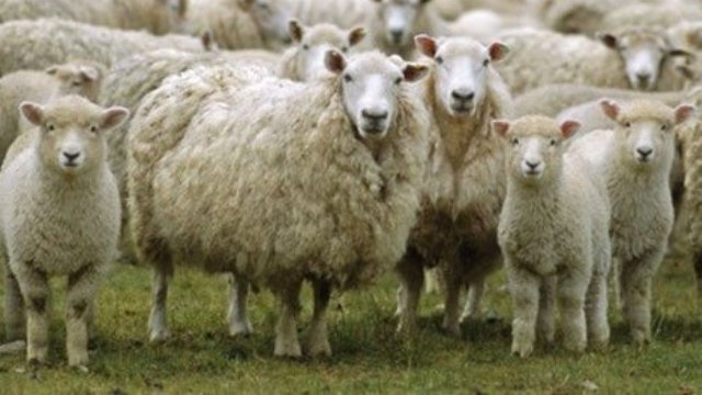 Güney Kıbrıs’tan kaçak 68  küçükbaş hayvan getirildi