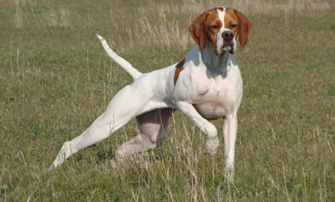 Güney Kıbrıs’ta çalınan köpeklerin KKTC’de bulunduğu iddiası