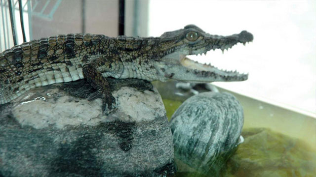 Timsah Parkı ara bölgeye kurulacak