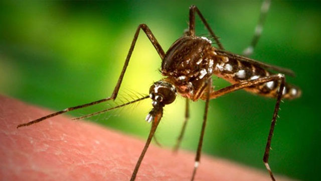 'Sivrisinek ısırığından 2 gün sonra halsizlik başladıysa dikkat'