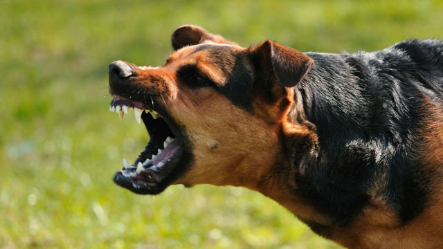 Afrika'da her yıl kuduzdan 20 bin kişi ölüyor