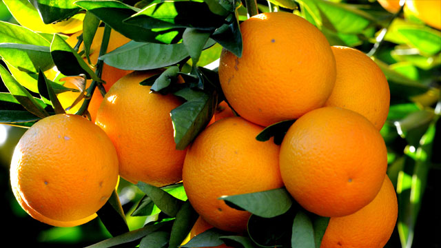 CYPFRUVEX, mandora ürünü bakiyesini cumadan itibaren ödemeye başlıyor