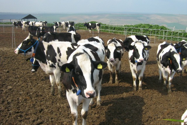 Hayvancıya 44 bin 160 TL tazminat ödendi!