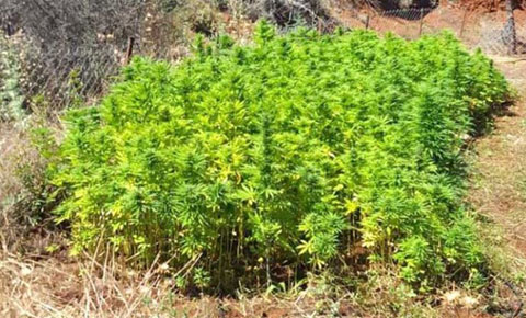 100 kök Hintkeneviri imha edildi