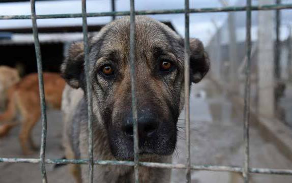 Hayvanseverler Lefkoşa Barınağını protesto edecek