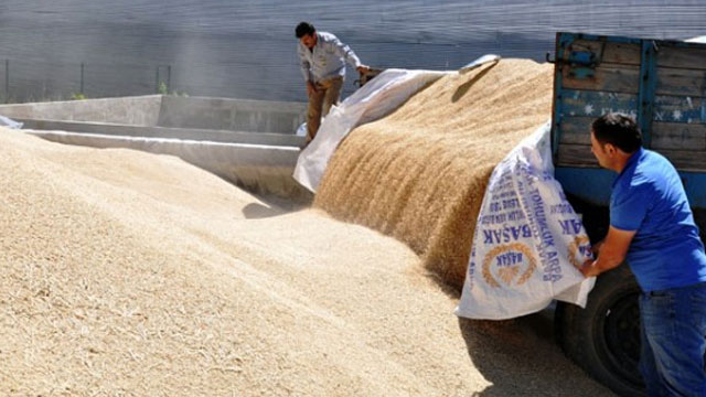 TÜK yarından itibaren zahire alımına başlayacağını ve ürünün nem oranının %12.5’i aşmaması gerektiğini duyurdu