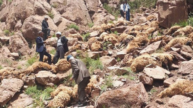 Van'da 100 koyun uçurumdan atlayarak telef oldu