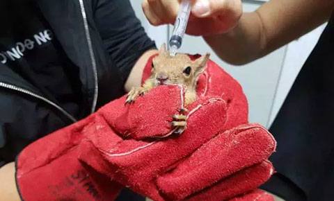 Kaçak sincaplara el konuldu