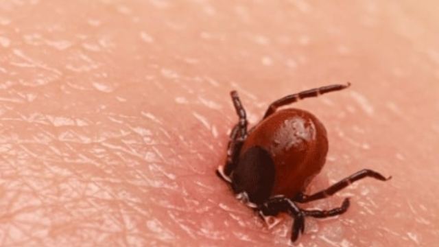 İran'da Kırım Kongo kanamalı ateşi 3 can aldı