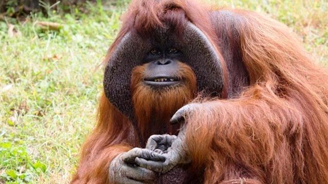 Dünyanın en yaşlı orangutanı öldü