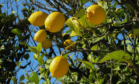 Limon çalan 3 kadına soruşturma açıldı