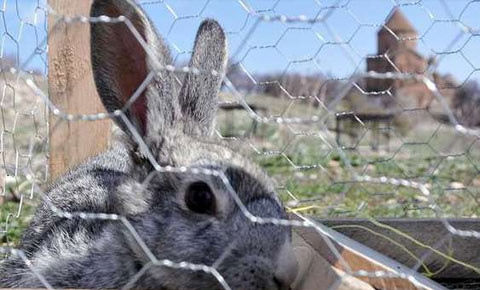 Tavşanlara tuzak kurdu