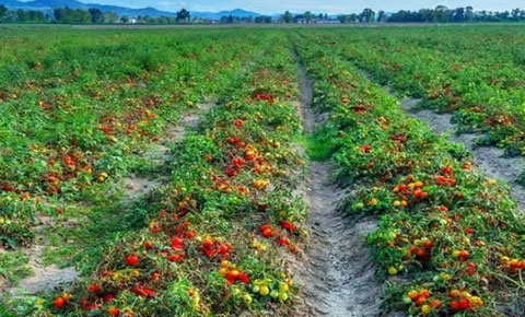 Soframıza limon sıktılar