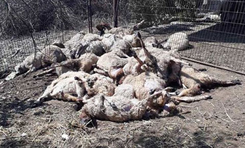 Başıboş köpek vahşeti