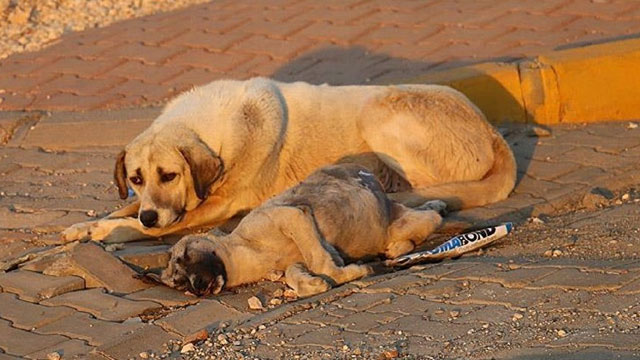 Mardin'de yavru köpeği tüfekle vurdular