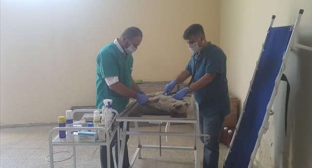 Gözleri oyulan köpek hayatını kaybetti