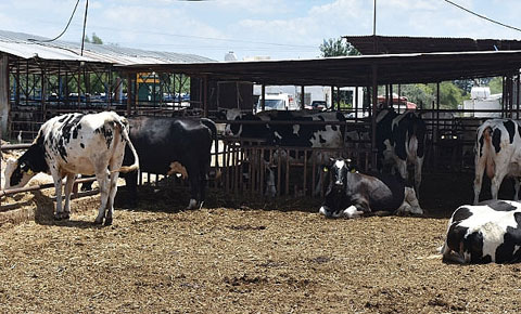 "Bu ülkede üreteni sevmiyorlar"