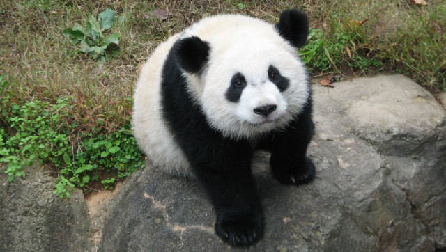 Çin'de selden panda yavrusu öldü