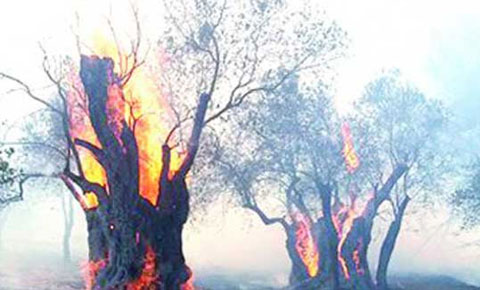 Cengizköy’de çıkan yangında 46 ağaç yandı