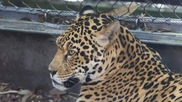 ABD'de hayvanat bahçesinde jaguar 6 hayvanı öldürdü