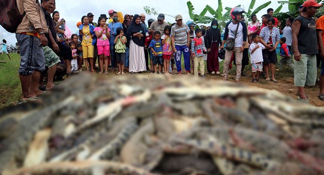 Endonezya'da timsah saldırısında ölen kişinin intikamını yaklaşık 300 timsahı öldürerek aldılar