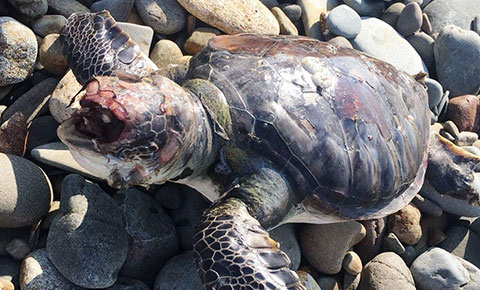 Caretta Caretta’nın gözlerini oydular