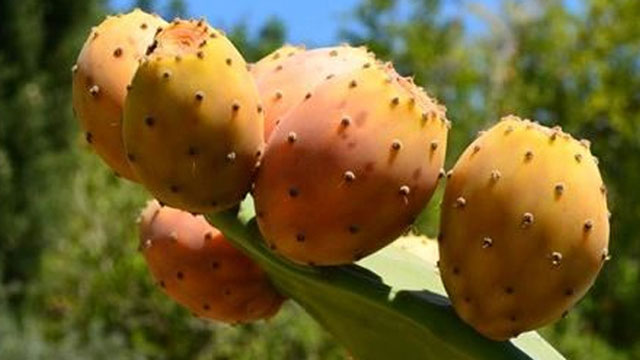 “Babutsalar tehlikede”