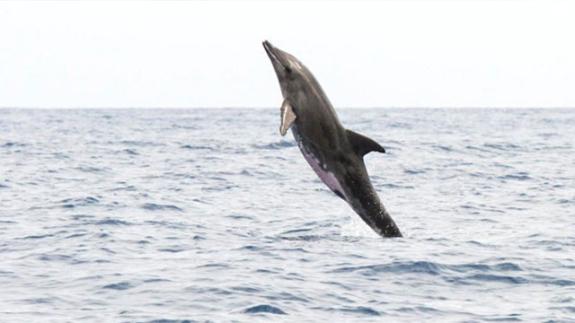 Hawaii’de yarısı yunus diğer yarısı balina olan balığa rastlandı