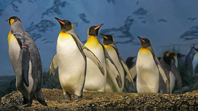 Kral penguenlerinin sayısında büyük düşüş