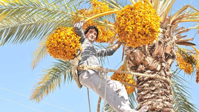 Hurmacılar ağaca çıkmaya korkuyor