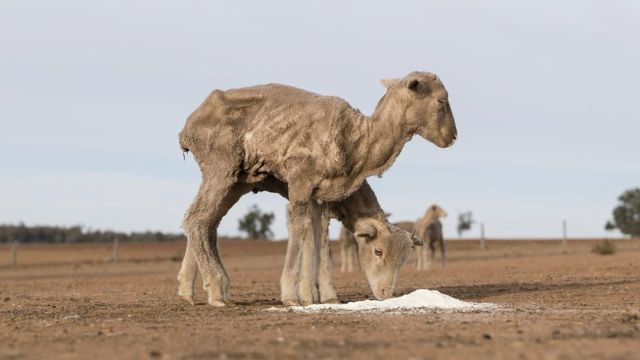 Avustralya'nın en kalabalık eyaletinde kuraklık hakim