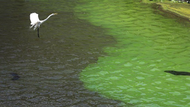 Florida'da "zehirli algler" OHAL ilan ettirdi