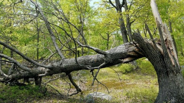 Kampçıların başına ağaç dalı düştü 3 yaralı var