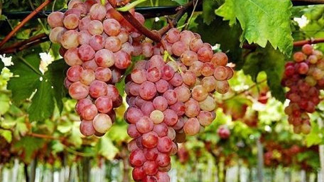 5. Geleneksel Verigo Festivali 8-9 Eylül’de yapılıyor