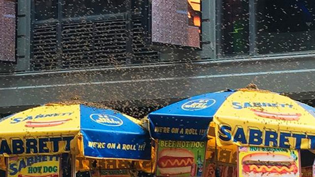 New York'ta Times Meydanı'na arı baskını