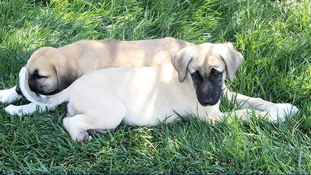 Konya'da ayağı ve patisi kesilmiş iki köpek yavrusu bulundu