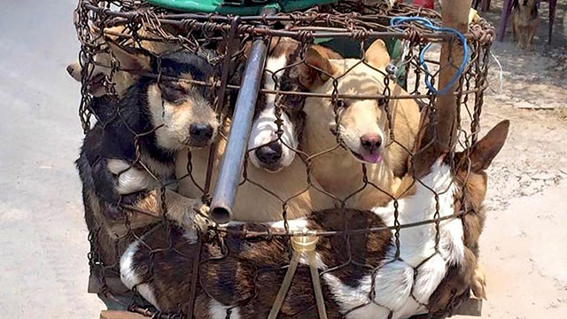 &quot;Köpek eti yemeyin!&quot;